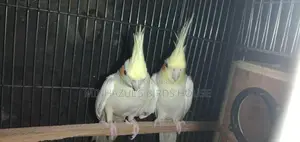 Cockatiel Bird