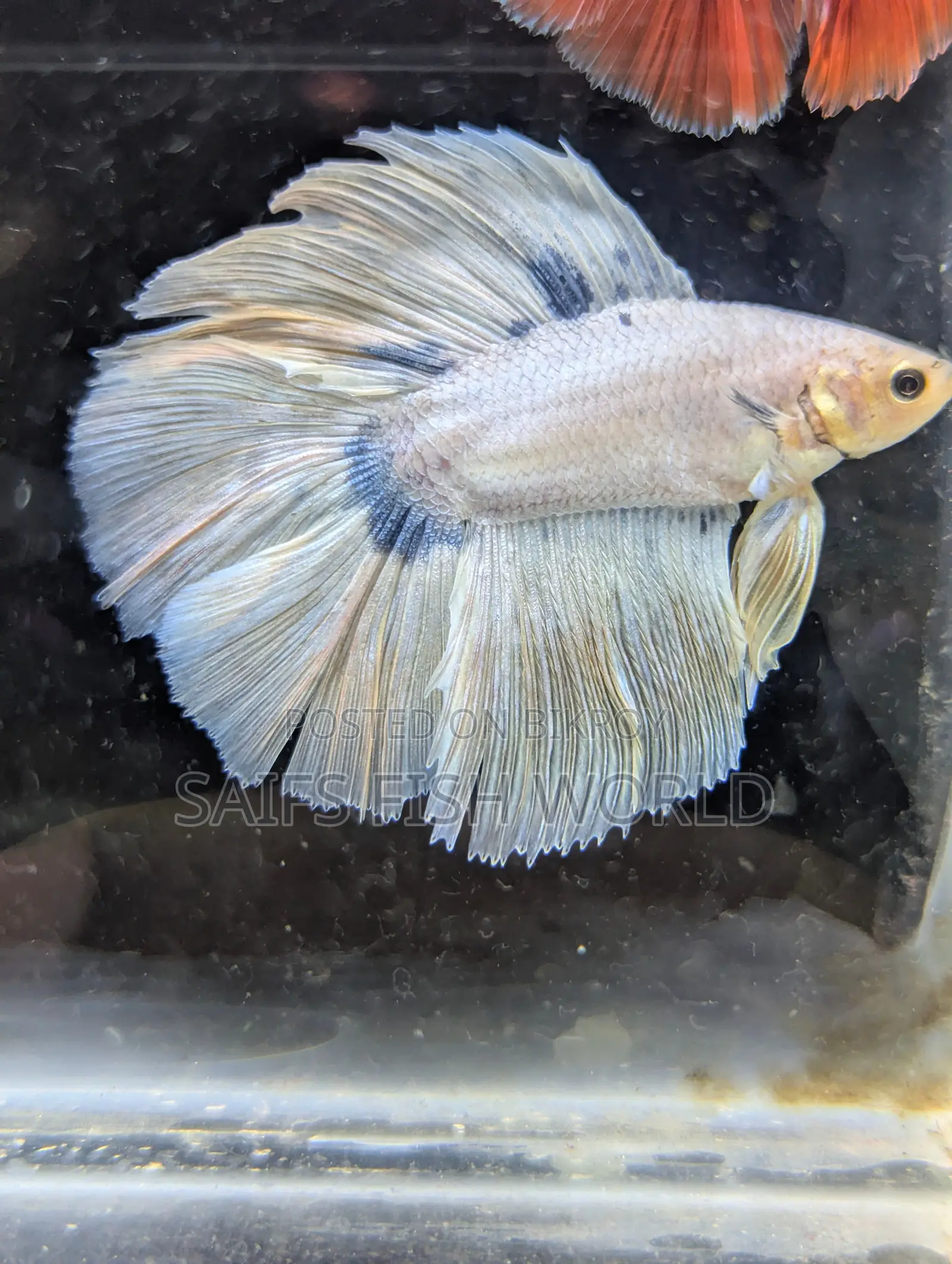 Double Tail (male) Betta
