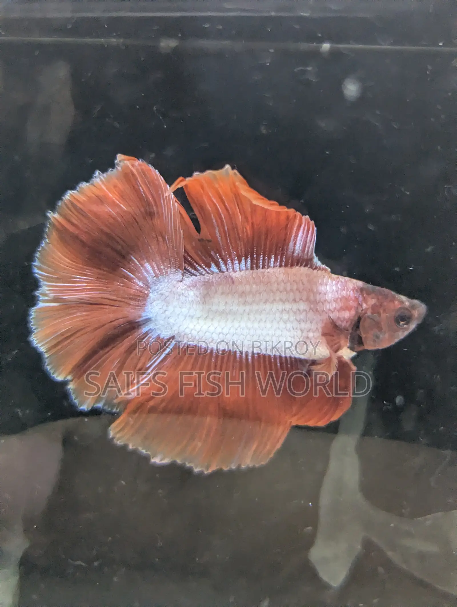 Double Tail (male) Betta