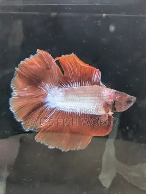 Double Tail (male) Betta