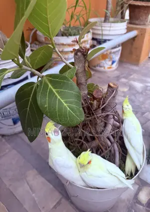 Healthy and Beautiful Baby Birds for Sale