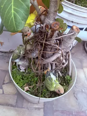 Healthy and Beautiful Baby Birds for Sale