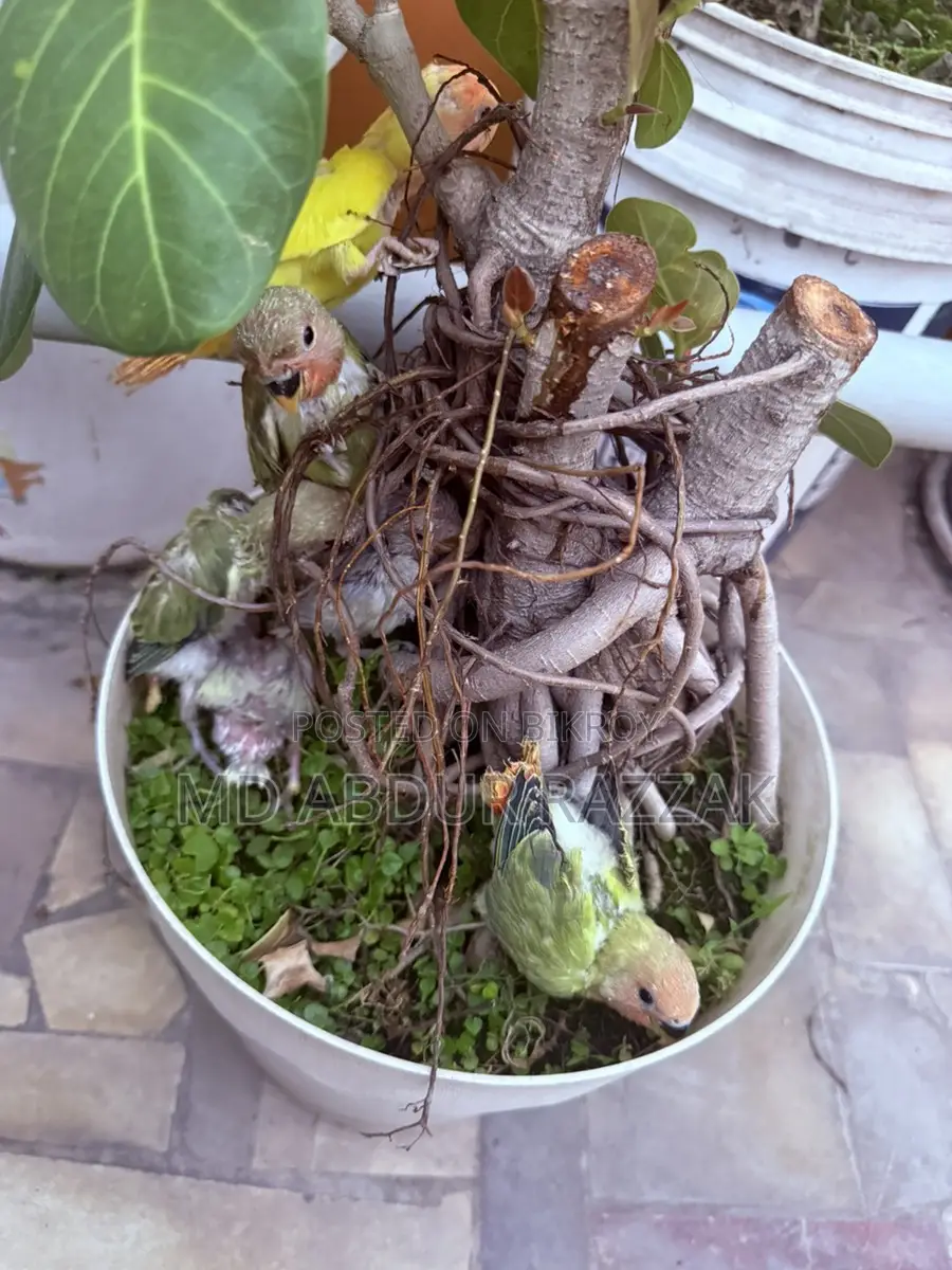 Healthy and Beautiful Baby Birds for Sale