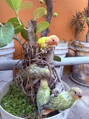 Healthy and Beautiful Baby Birds for Sale
