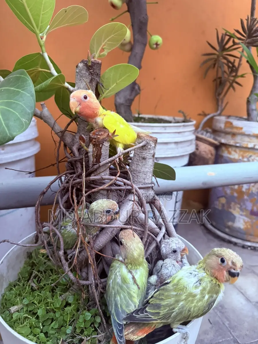 Healthy and Beautiful Baby Birds for Sale