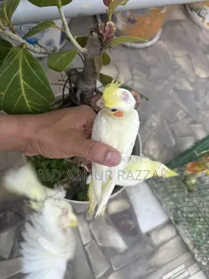 Healthy and Beautiful Baby Birds for Sale