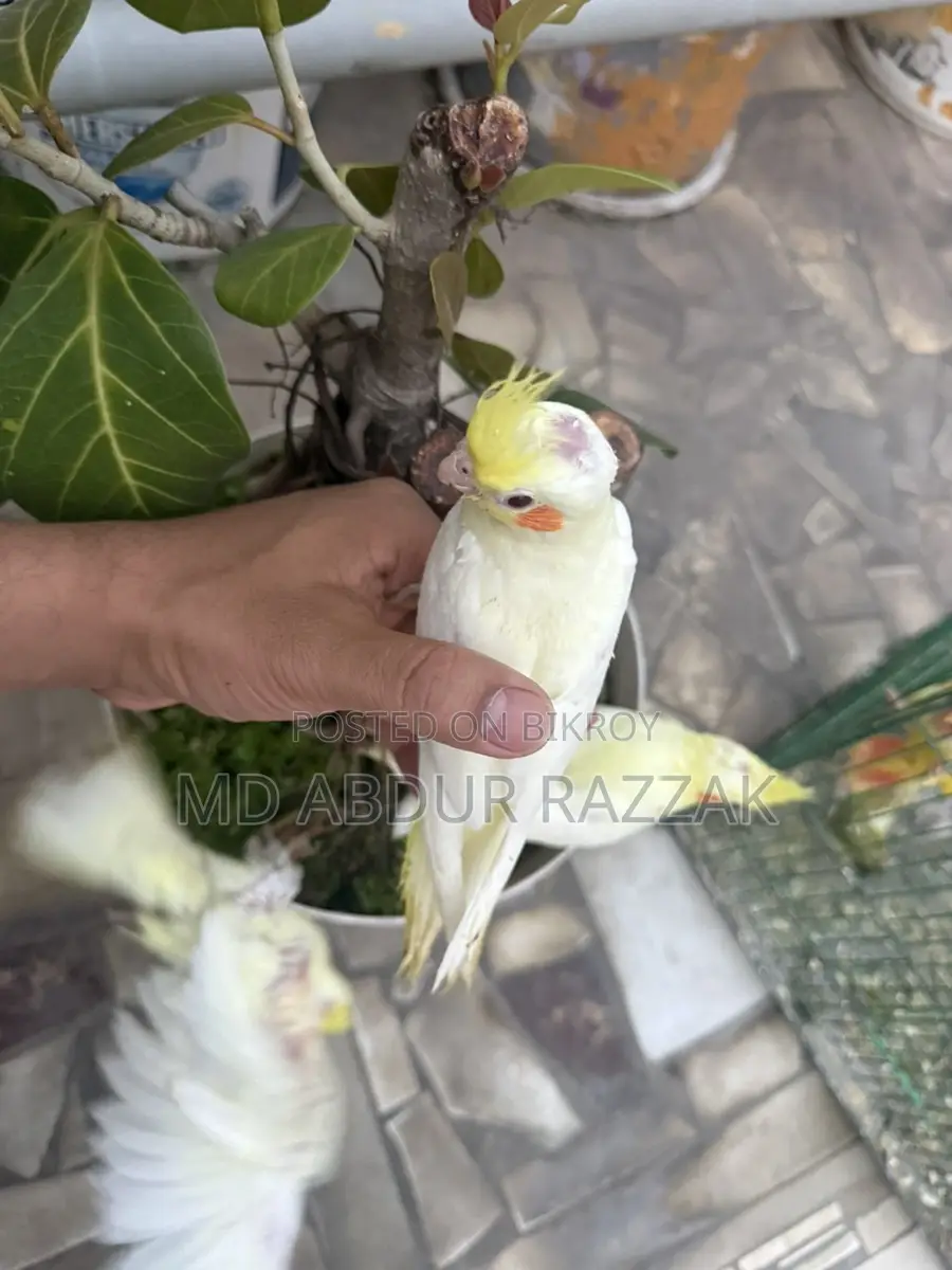 Healthy and Beautiful Baby Birds for Sale