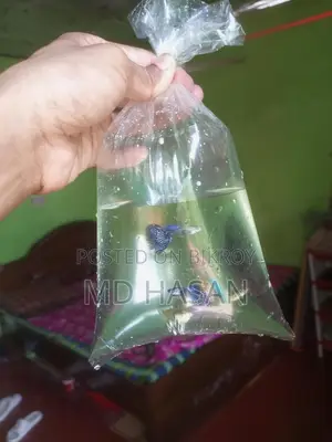 Purple Dragon Guppy