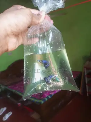 Purple Dragon Guppy