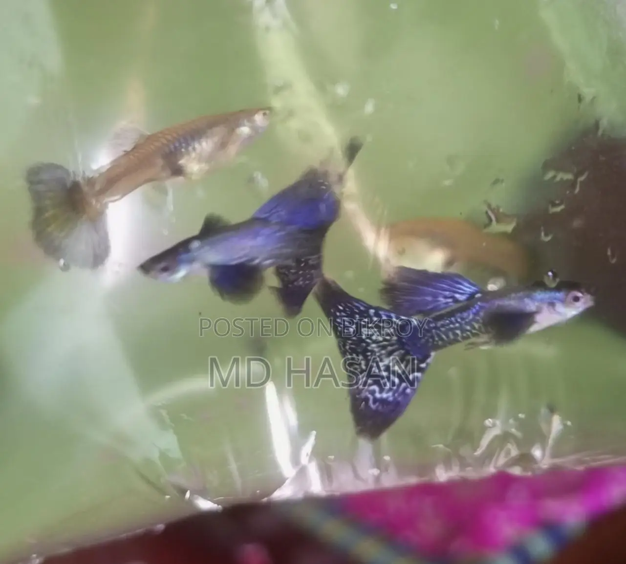 Purple Dragon Guppy