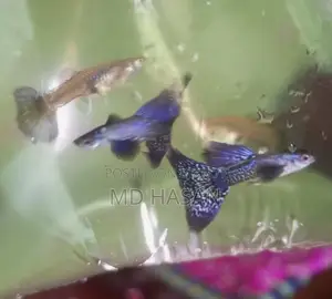 Purple Dragon Guppy