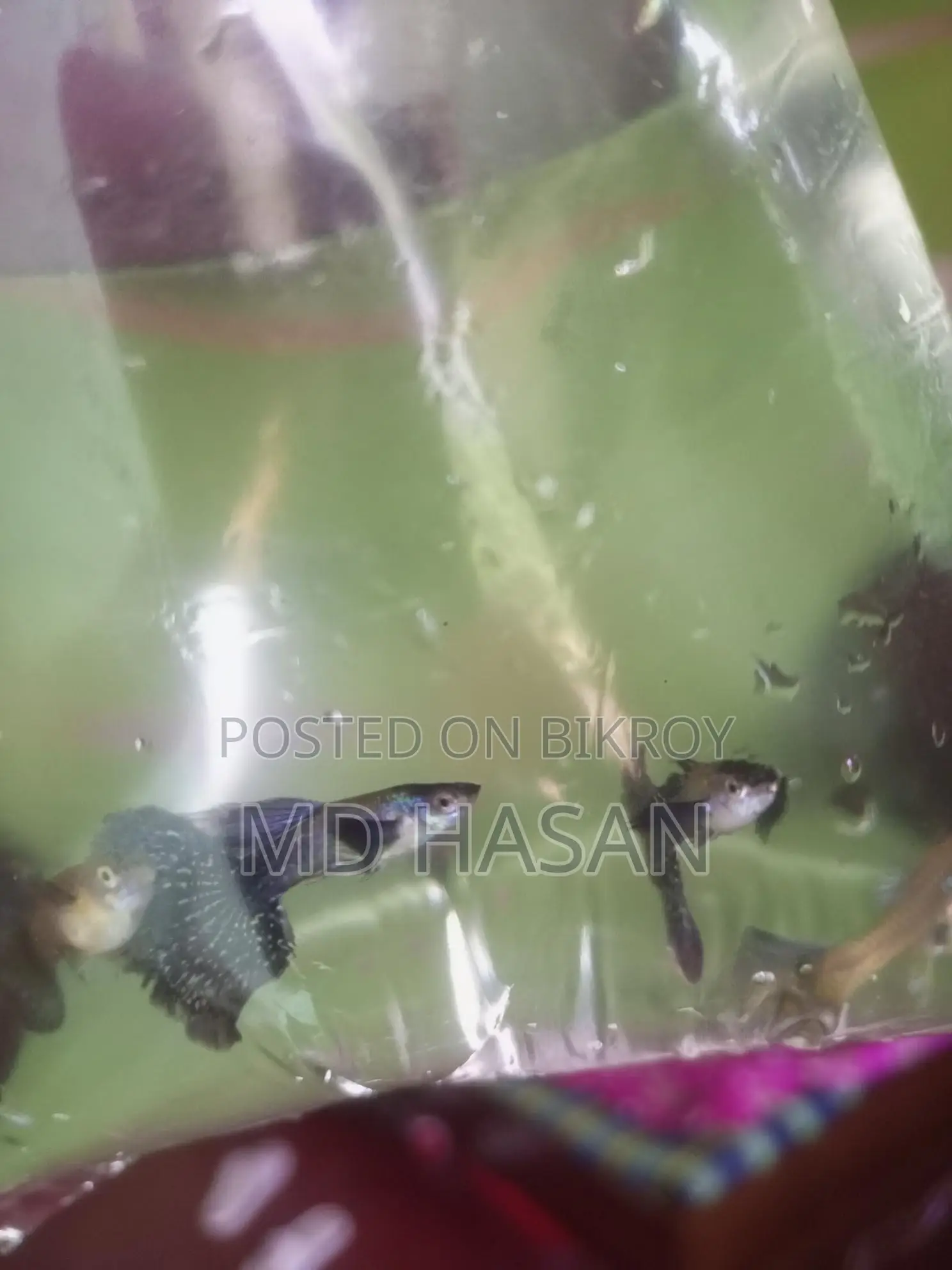 Purple Dragon Guppy