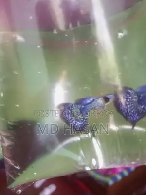 Purple Dragon Guppy