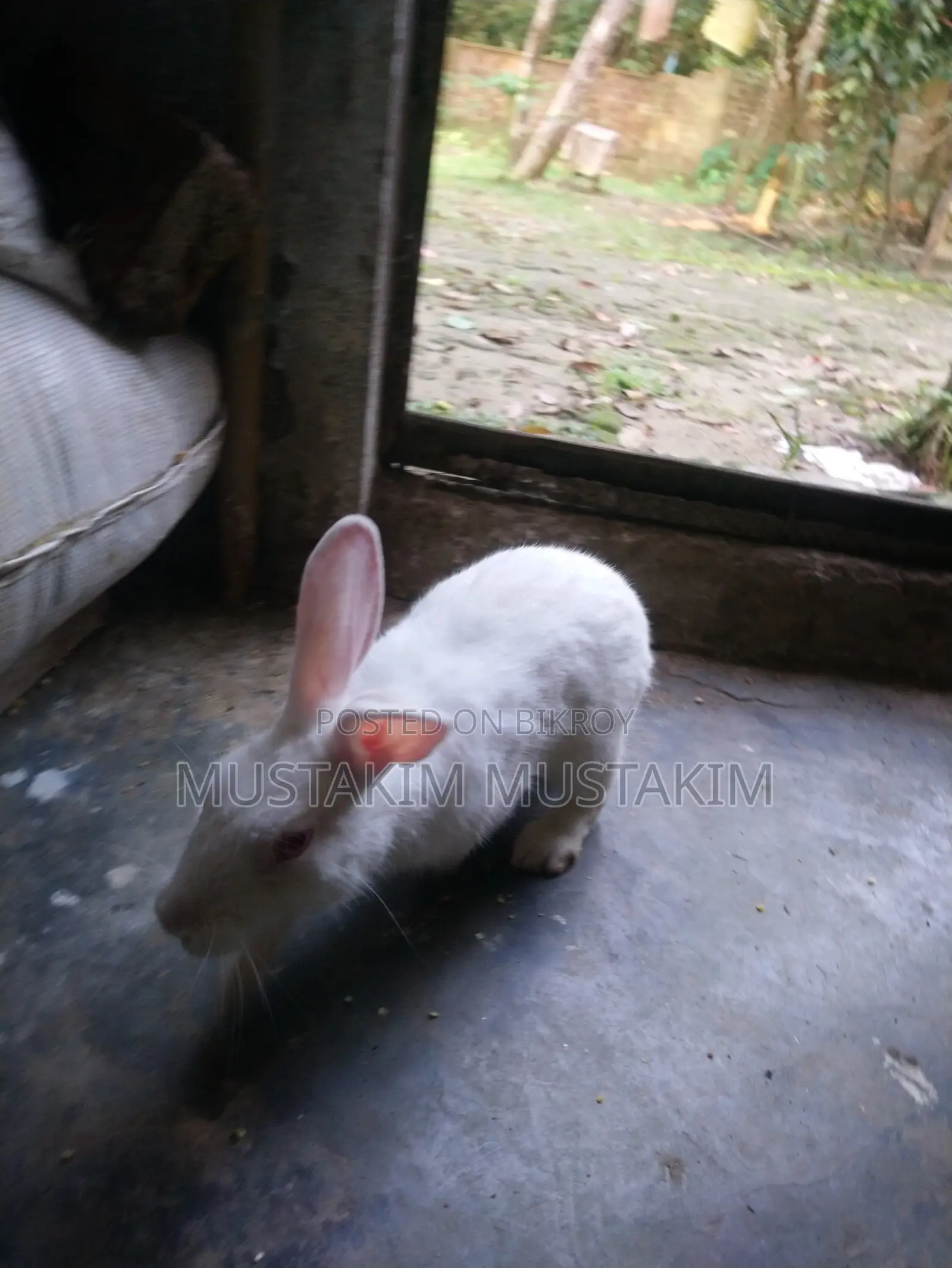 1 pair of rabbits for sale