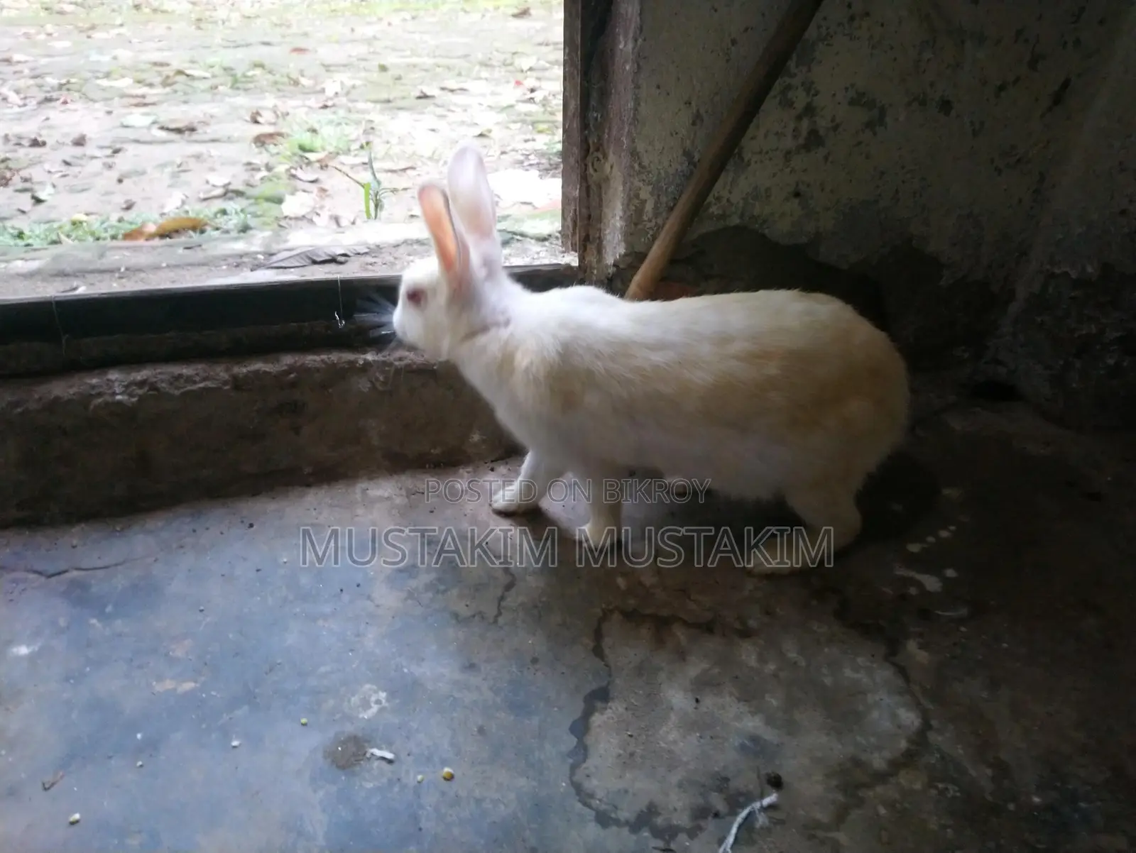 1 pair of rabbits for sale