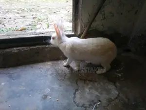 1 pair of rabbits for sale