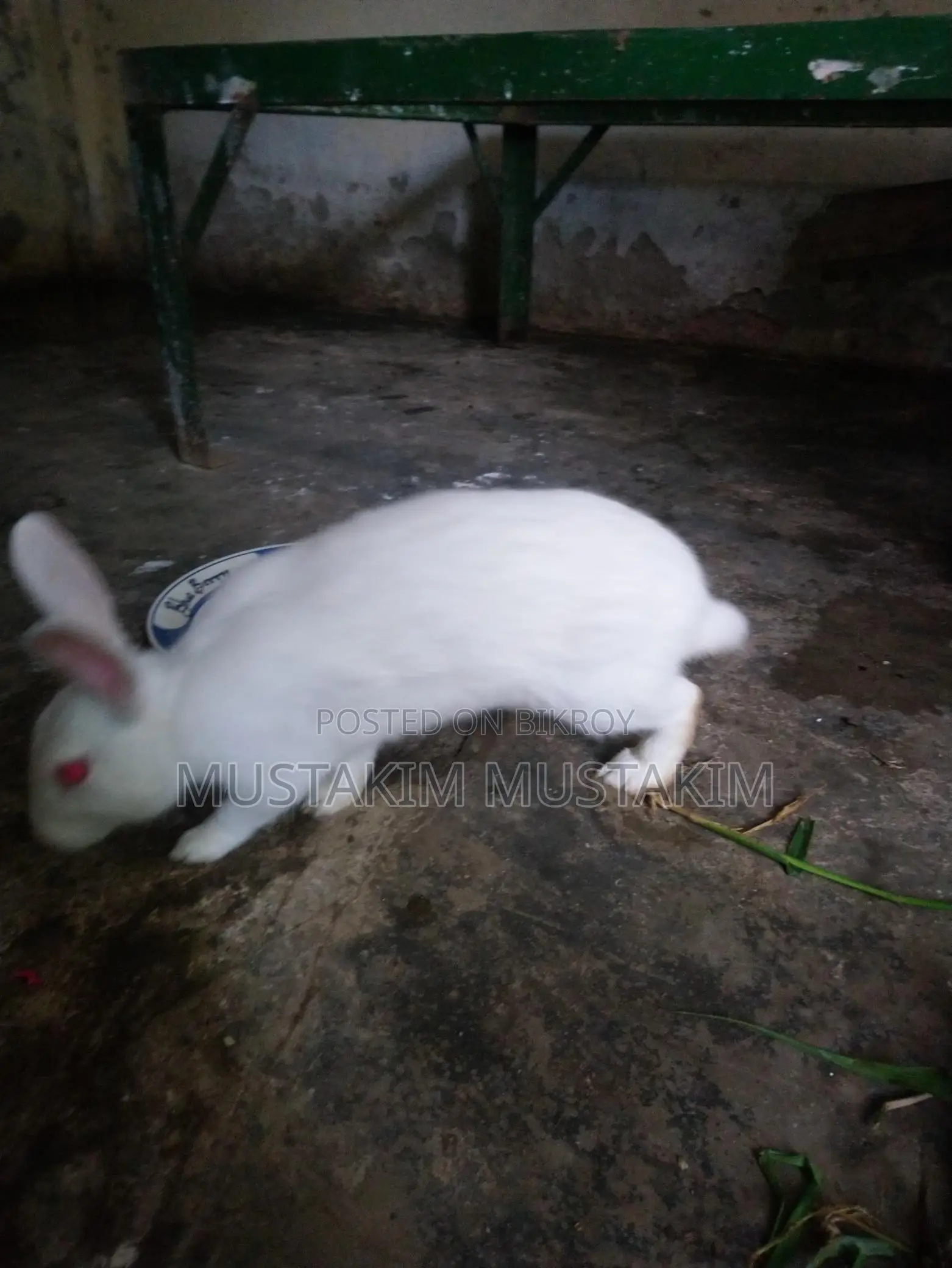 1 pair of rabbits for sale