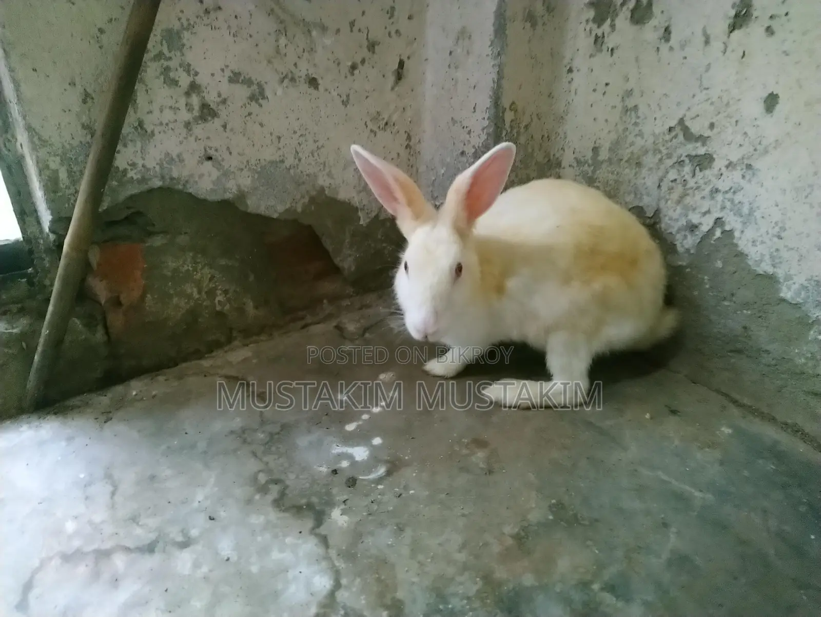 1 pair of rabbits for sale