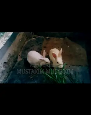 1 pair of rabbits for sale