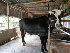 Friesian Cow Weight-- 680 Kg