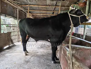 Friesian Cow Weight-- 680 Kg
