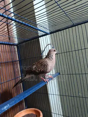 Running male dove for sale