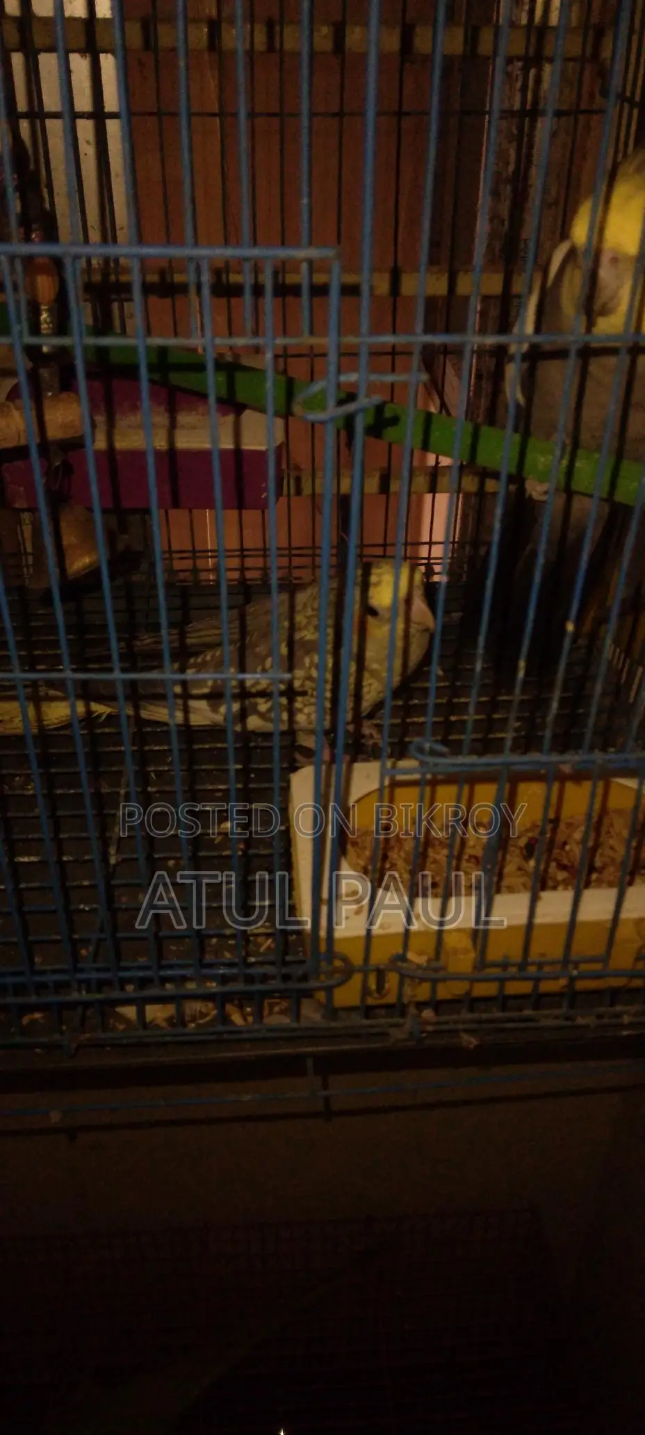 Selling 1 Cinnamon Pearl Cockatiel