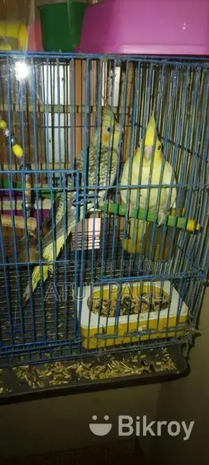 Selling 1 Cinnamon Pearl Cockatiel