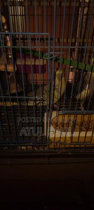 Selling 1 Cinnamon Pearl Cockatiel