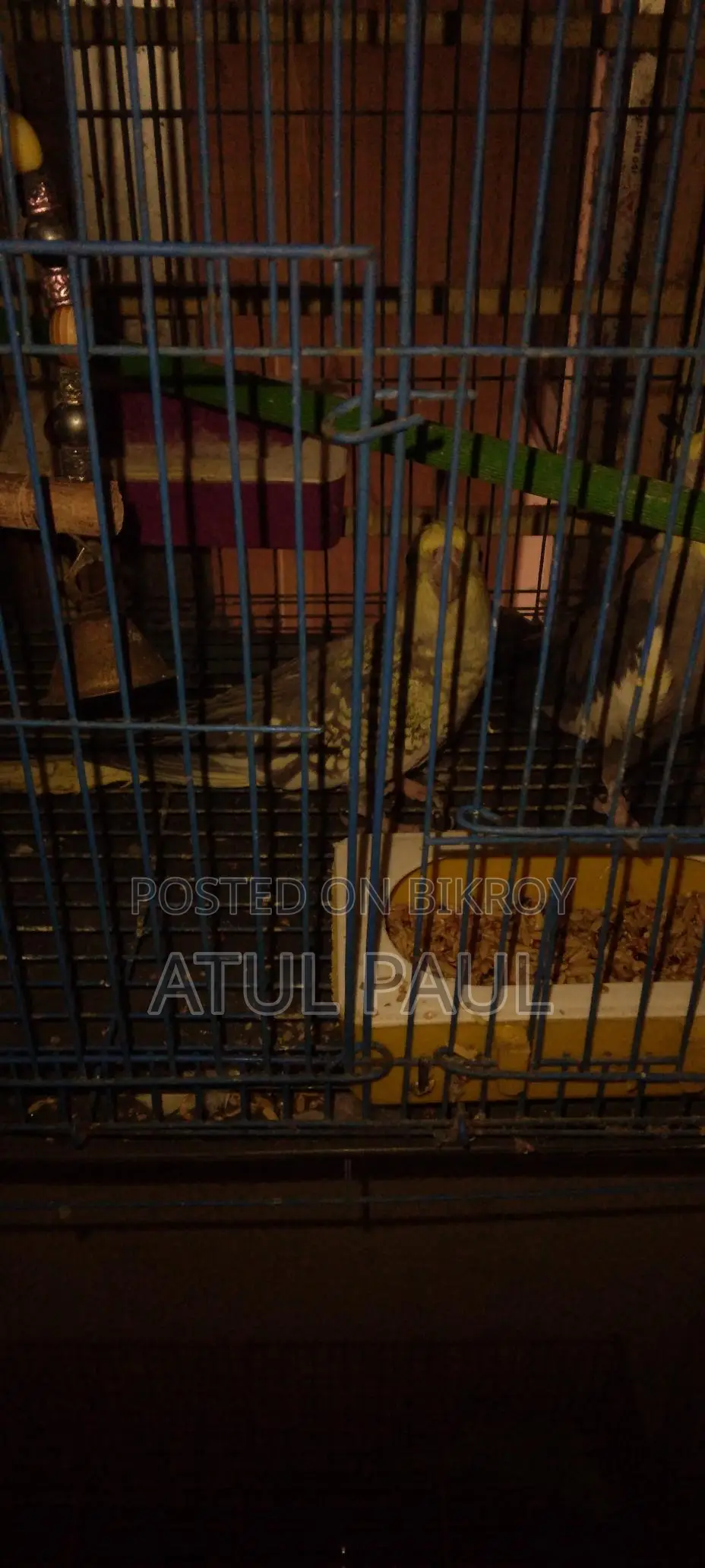 Selling 1 Cinnamon Pearl Cockatiel