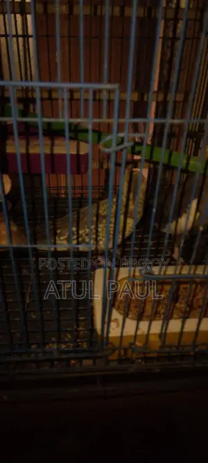 Selling 1 Cinnamon Pearl Cockatiel