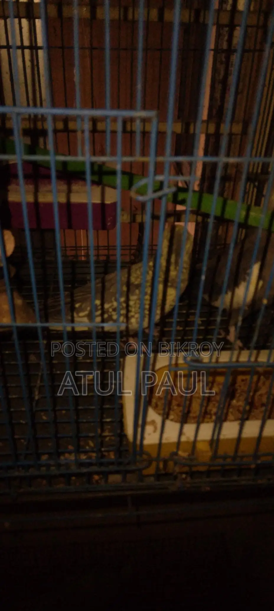 Selling 1 Cinnamon Pearl Cockatiel
