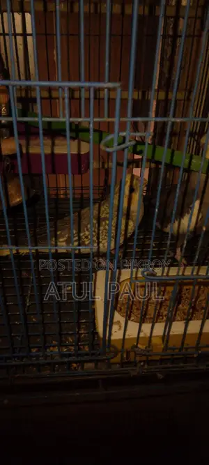 Selling 1 Cinnamon Pearl Cockatiel