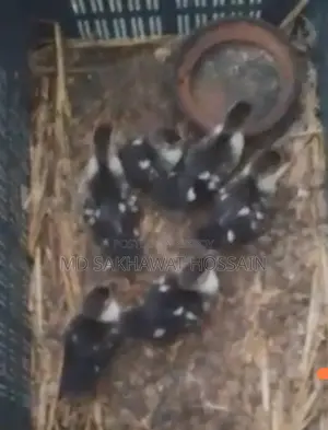 Muscovy Ducklings for Sale