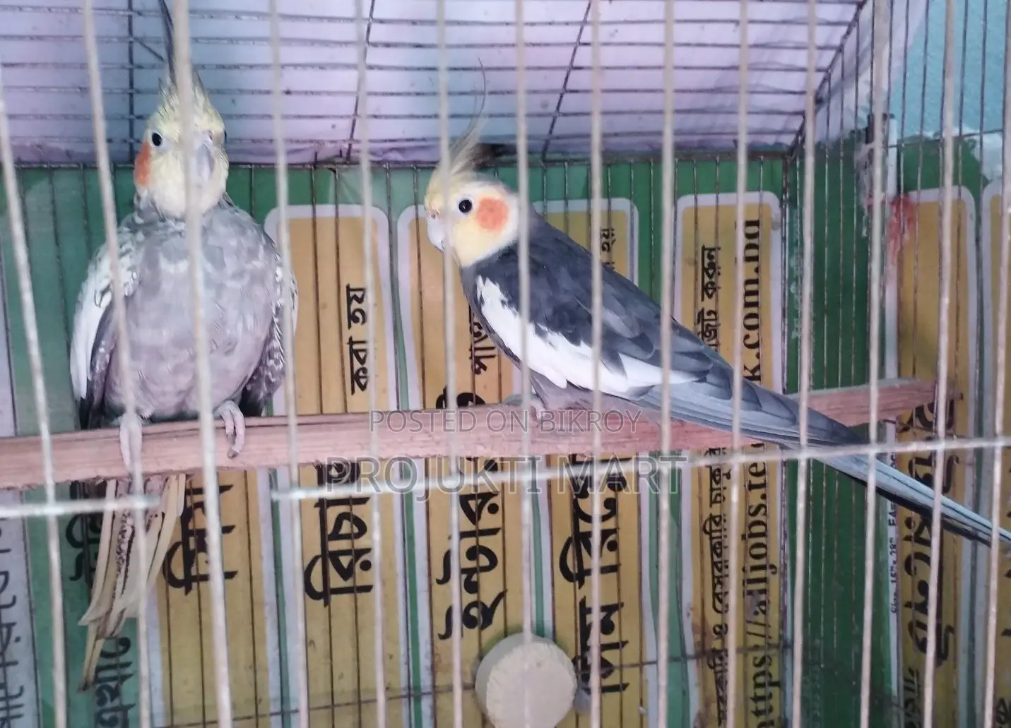 Pair of Active Cockatiels