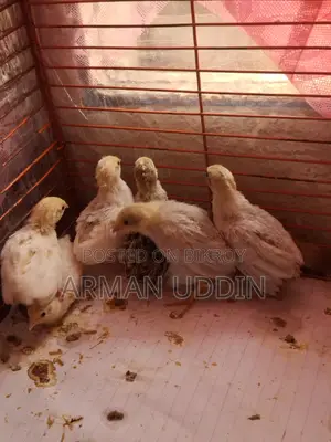 King Quail