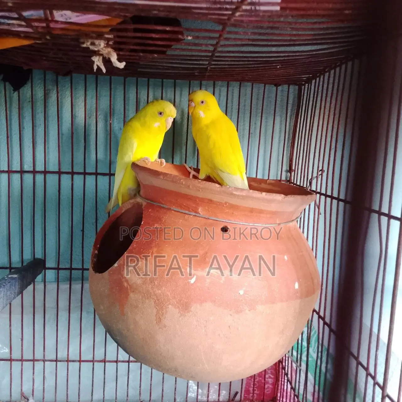 Lutino Red Eye with Breeding History