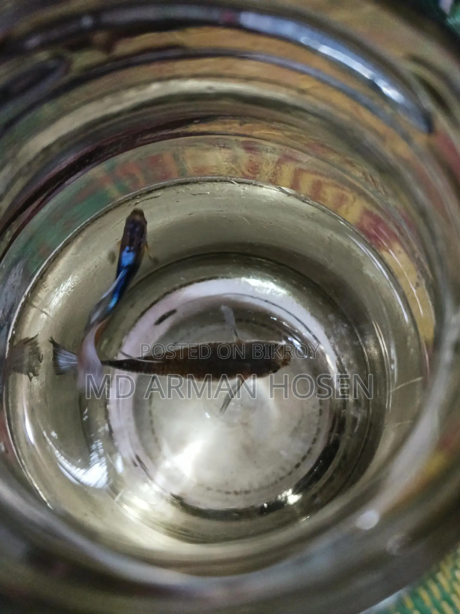 Fish Sale
