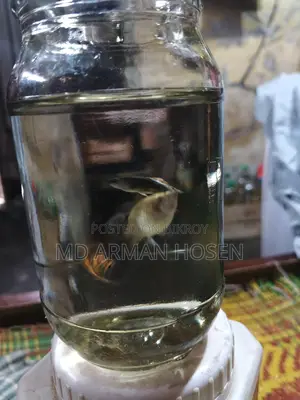 Fish Sale