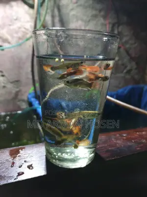 Fish Sale