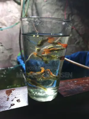 Fish Sale