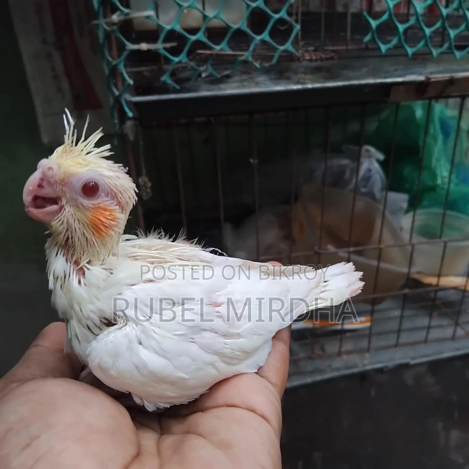 Cockatiel Baby