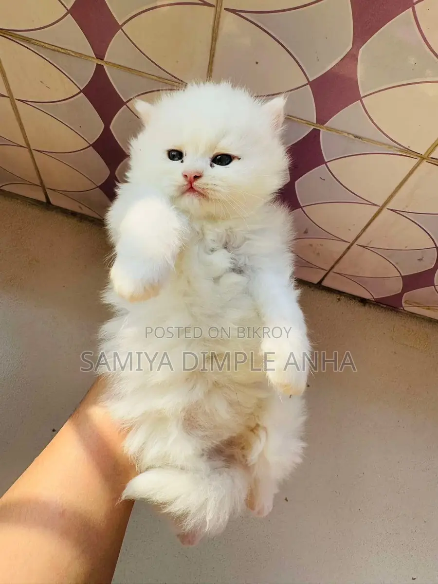 Persian Cat