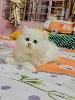 Persian Cat
