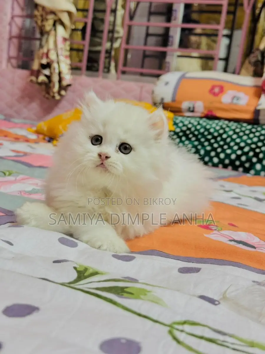 Persian Cat