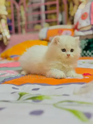 Persian Cat