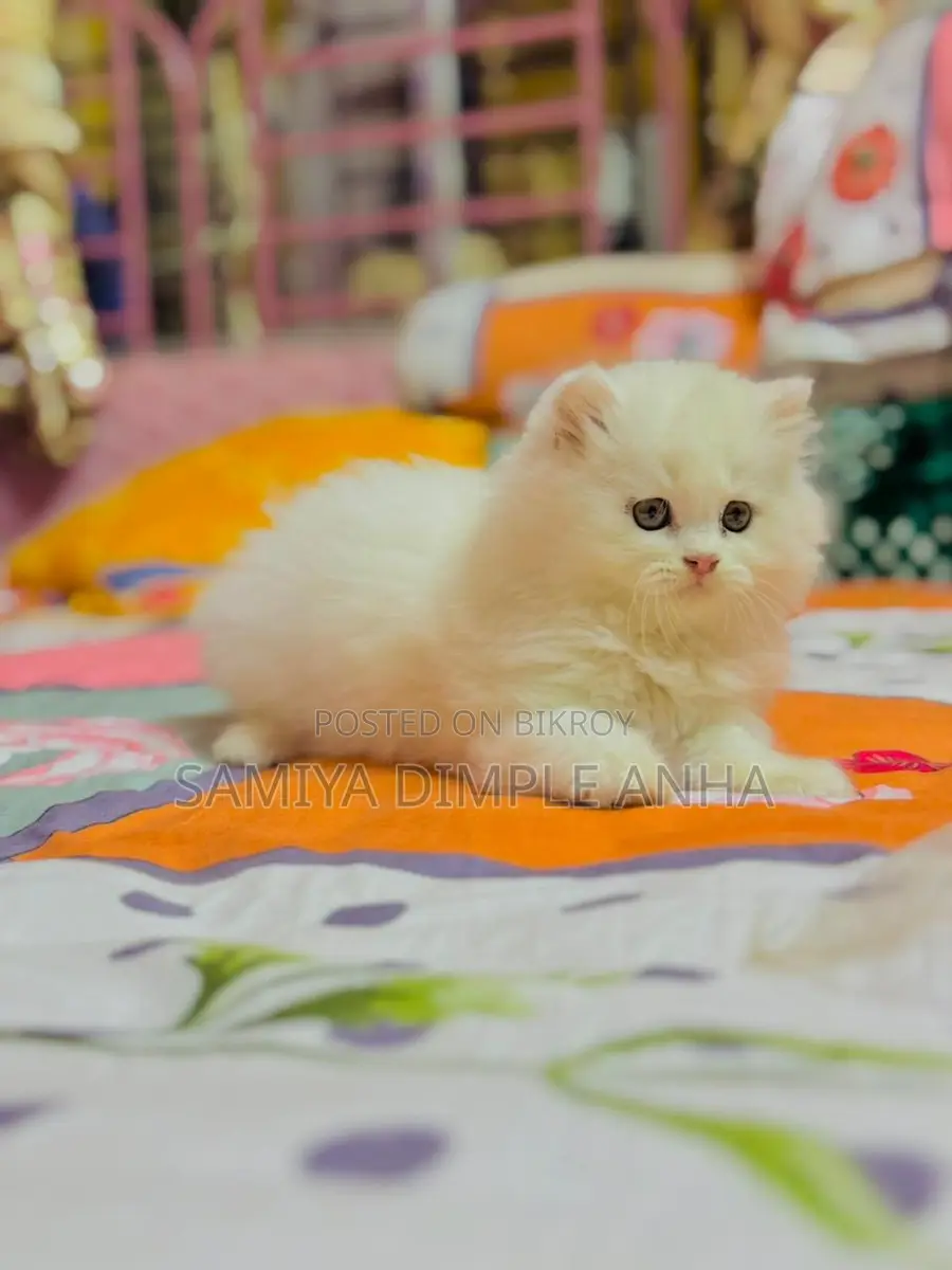 Persian Cat
