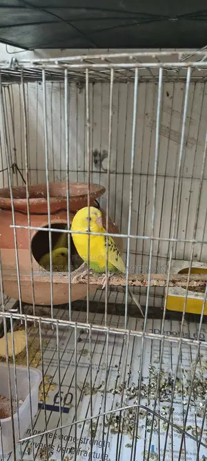 Budgerigar Lutino Bird