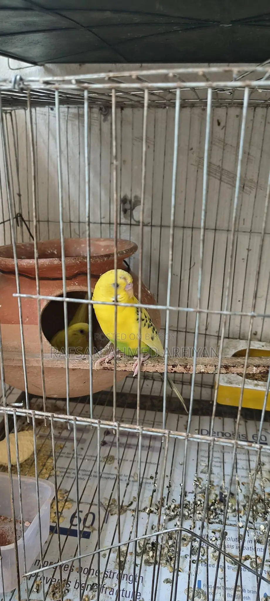 Budgerigar Lutino Bird