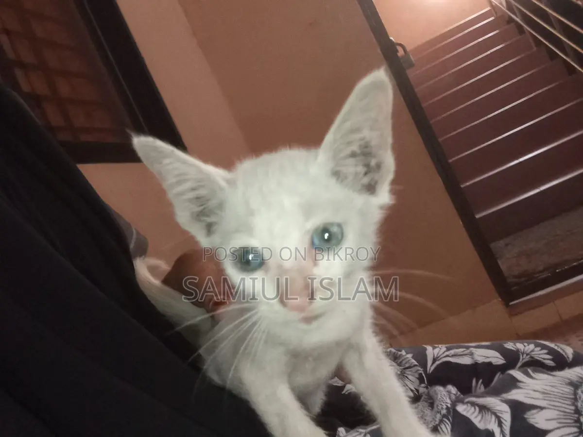 Cat for Adoption